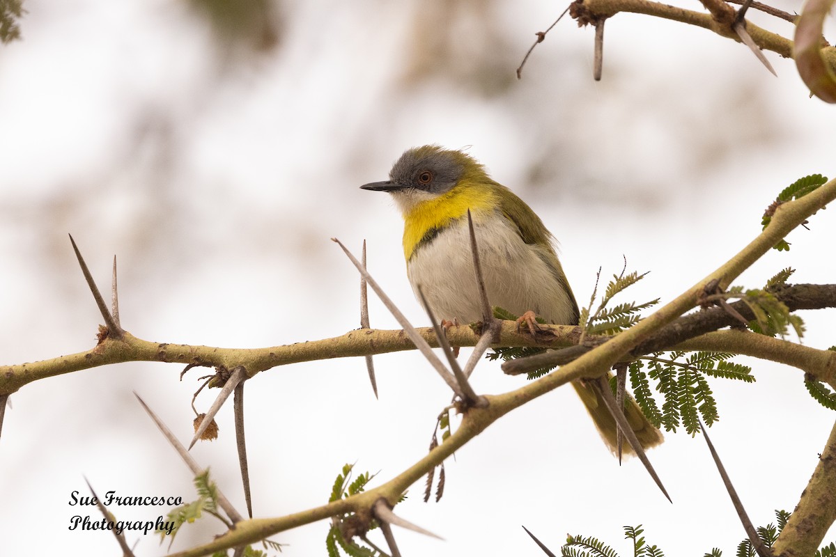 Yellow-breasted Apalis - ML610662021
