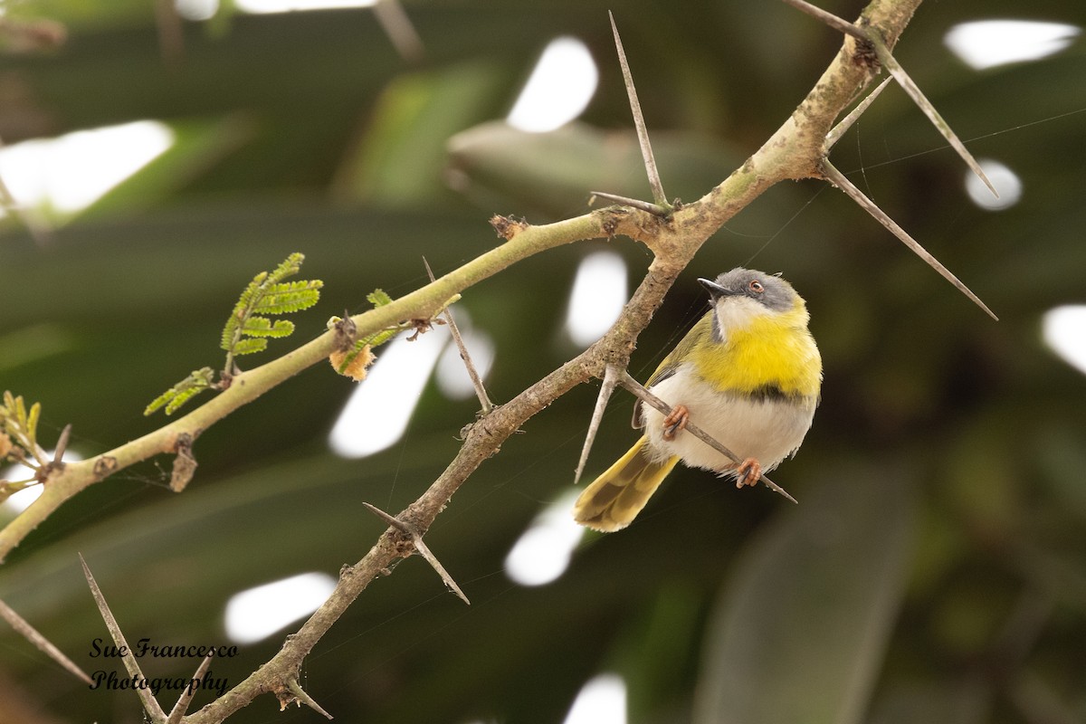 Yellow-breasted Apalis - ML610662027