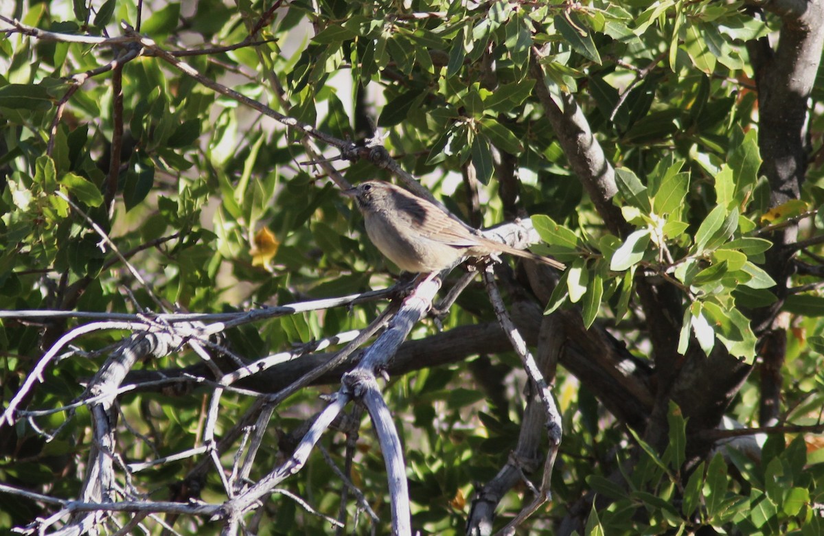 Rufous-crowned Sparrow - ML610662067