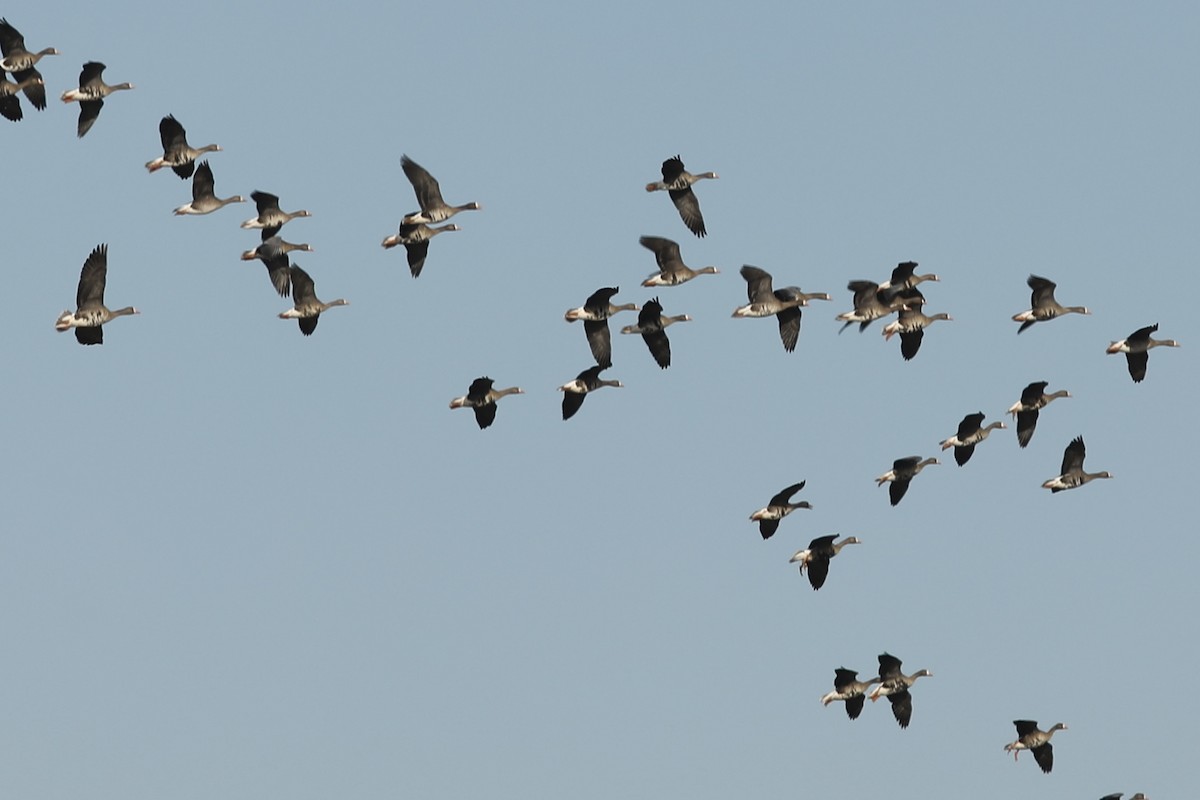 Greater White-fronted Goose - ML610662082