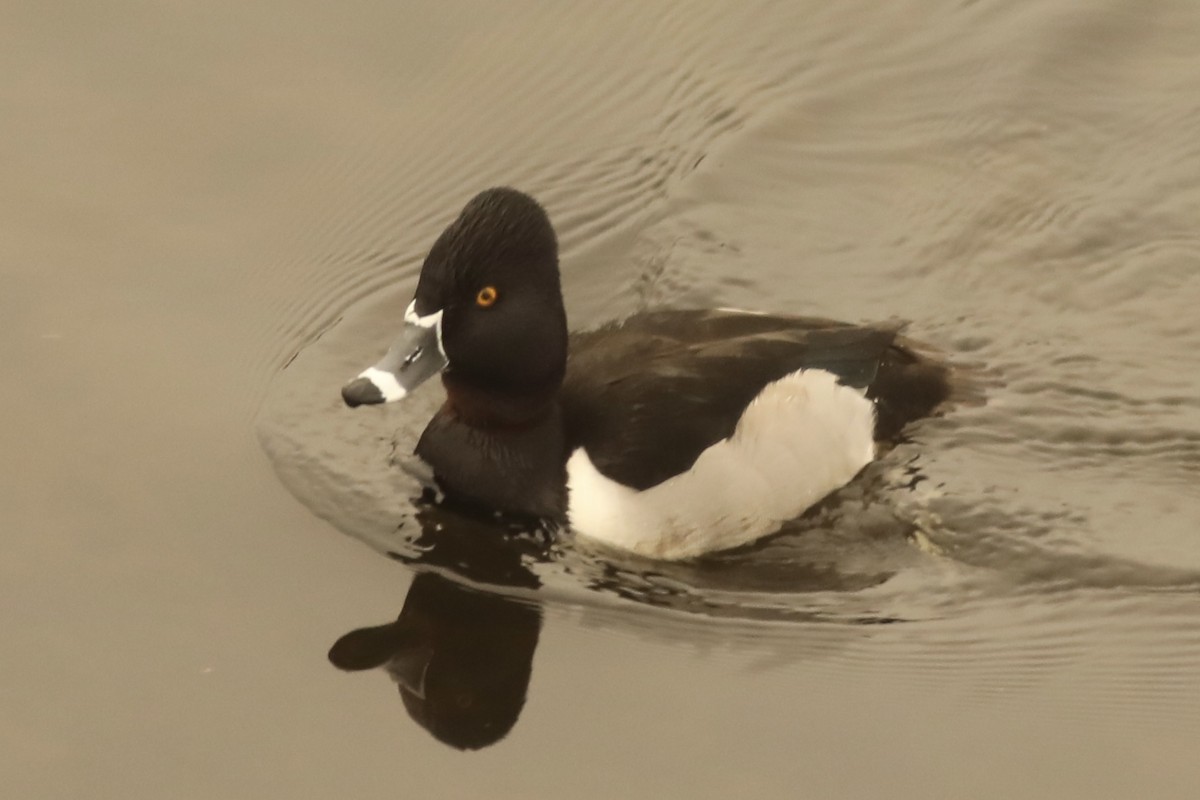 Ring-necked Duck - ML610662127