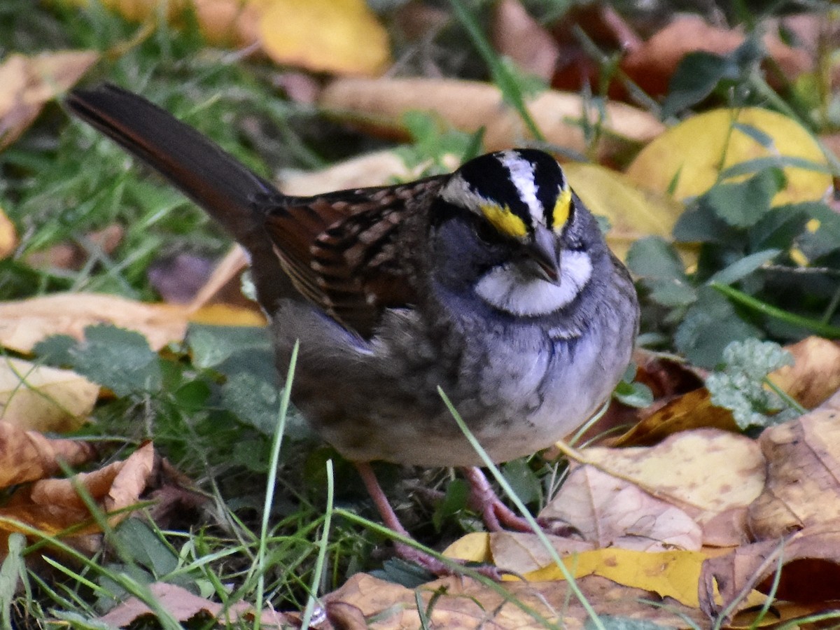 White-throated Sparrow - ML610662213