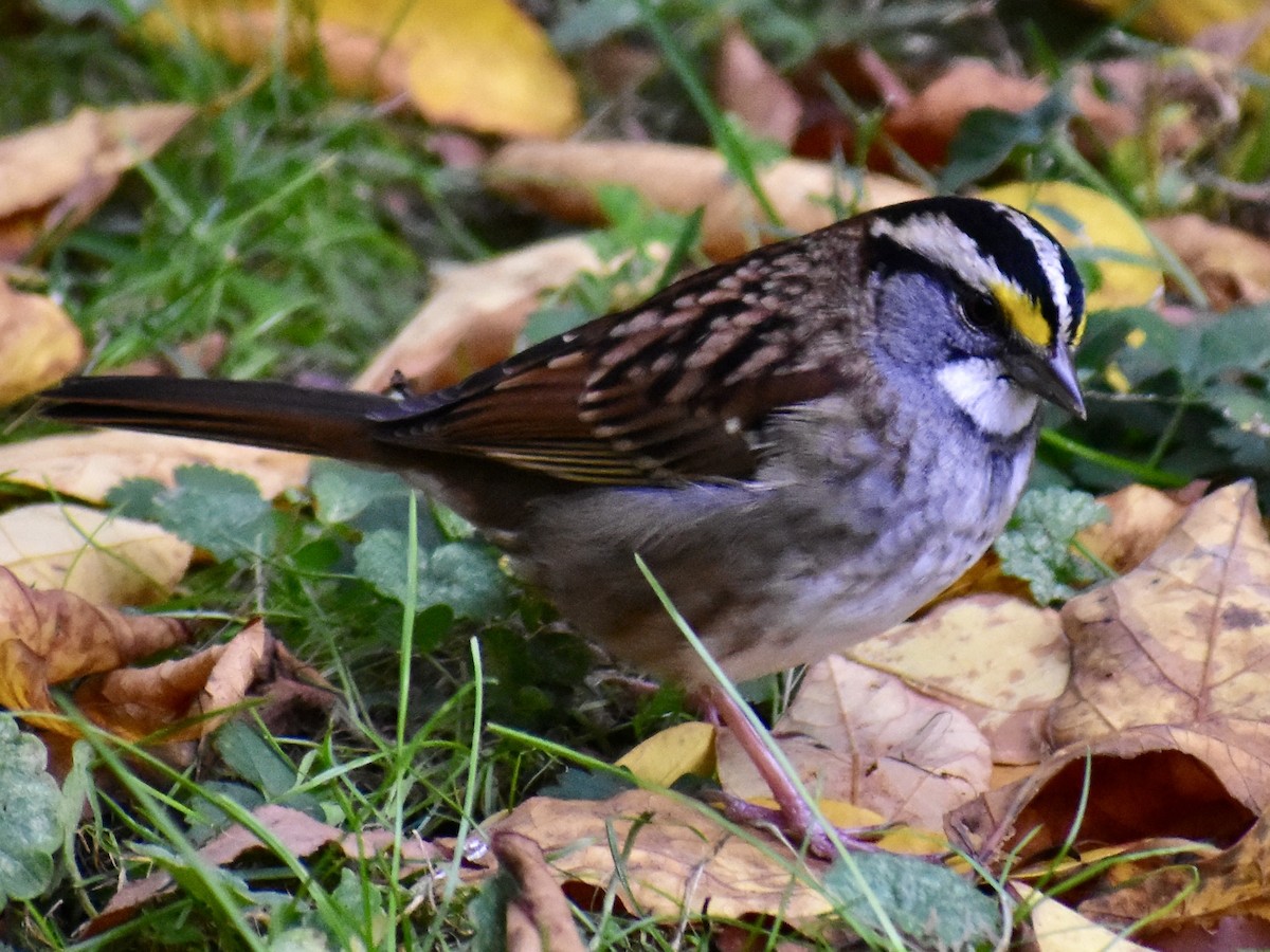 White-throated Sparrow - ML610662215