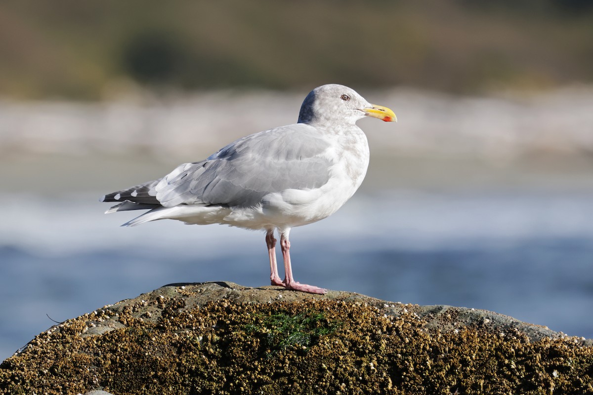 Western x Glaucous-winged Gull (hybrid) - Nathan Wall