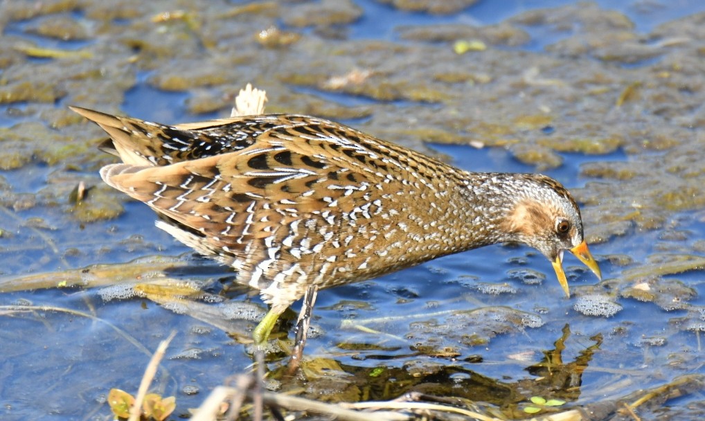 Spotted Crake - ML610663100