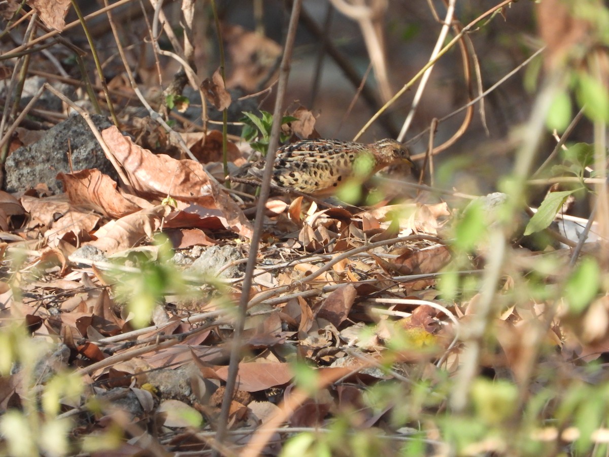 Red-backed Buttonquail - ML610663420
