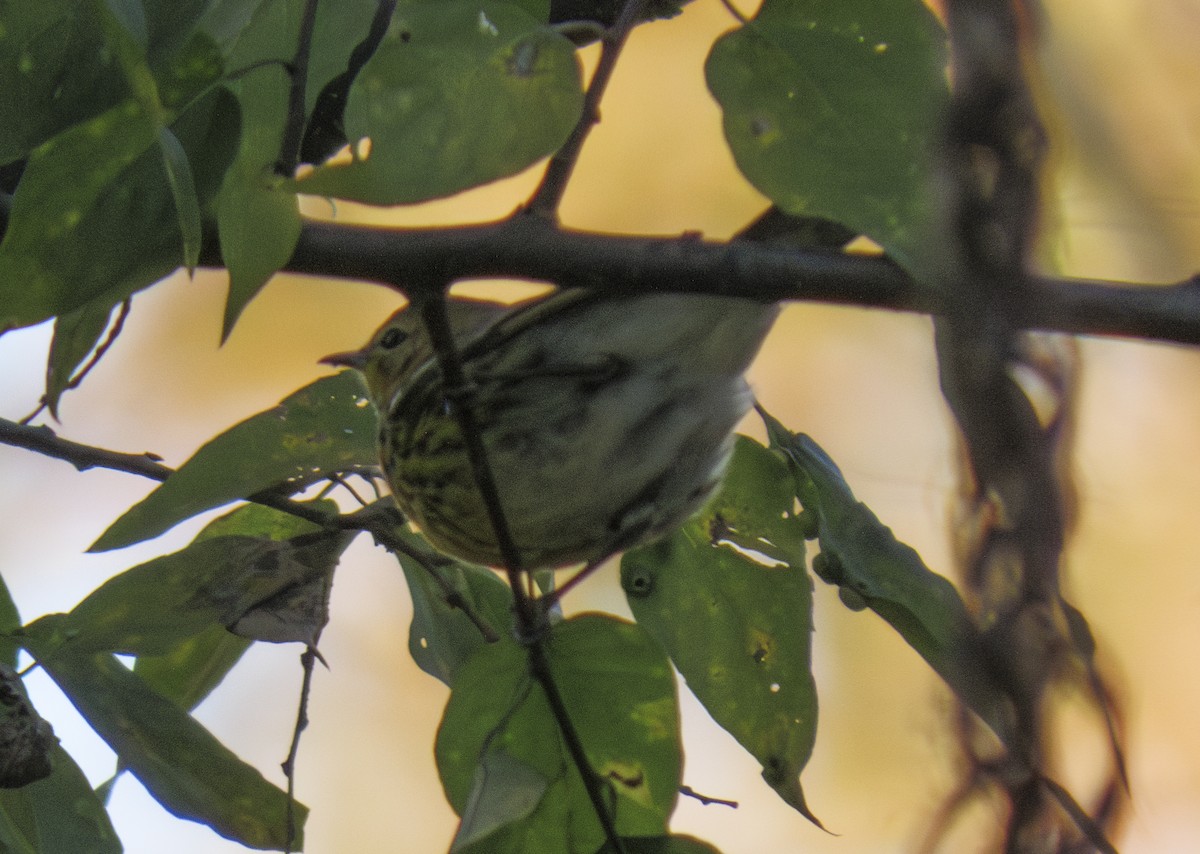 Cape May Warbler - ML610663596