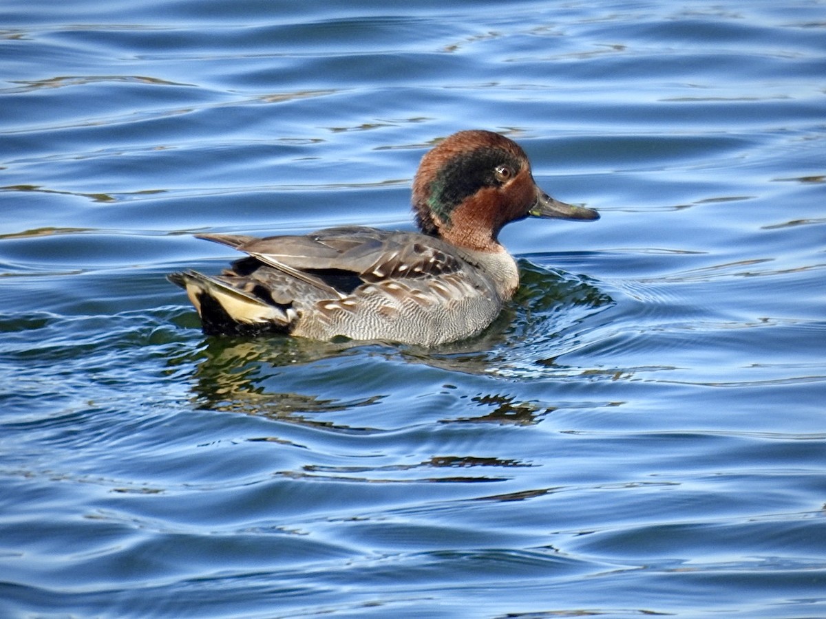 Green-winged Teal - ML610663624