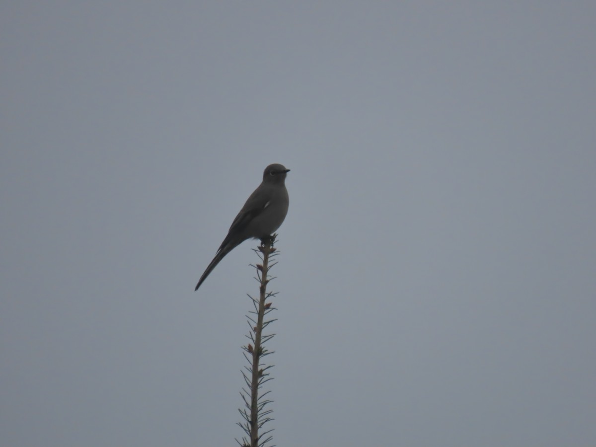 Townsend's Solitaire - ML610663649