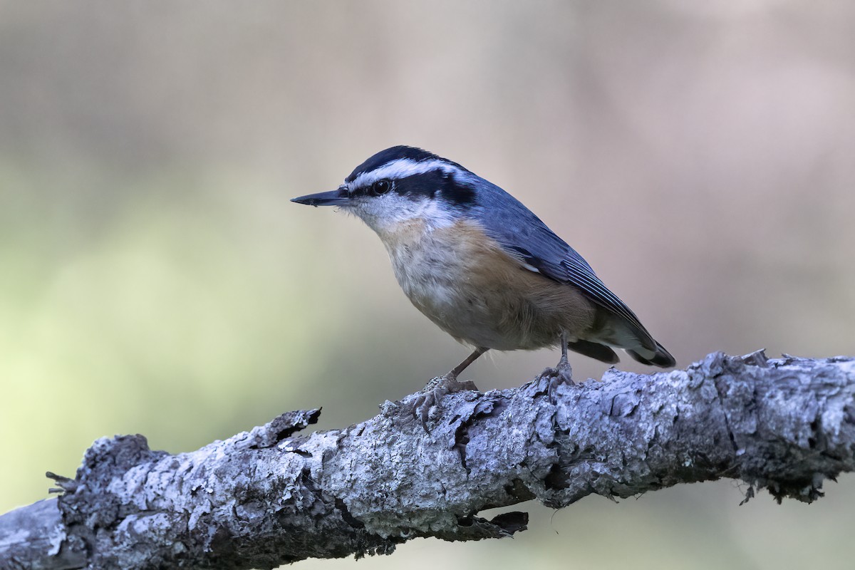 Red-breasted Nuthatch - ML610663731