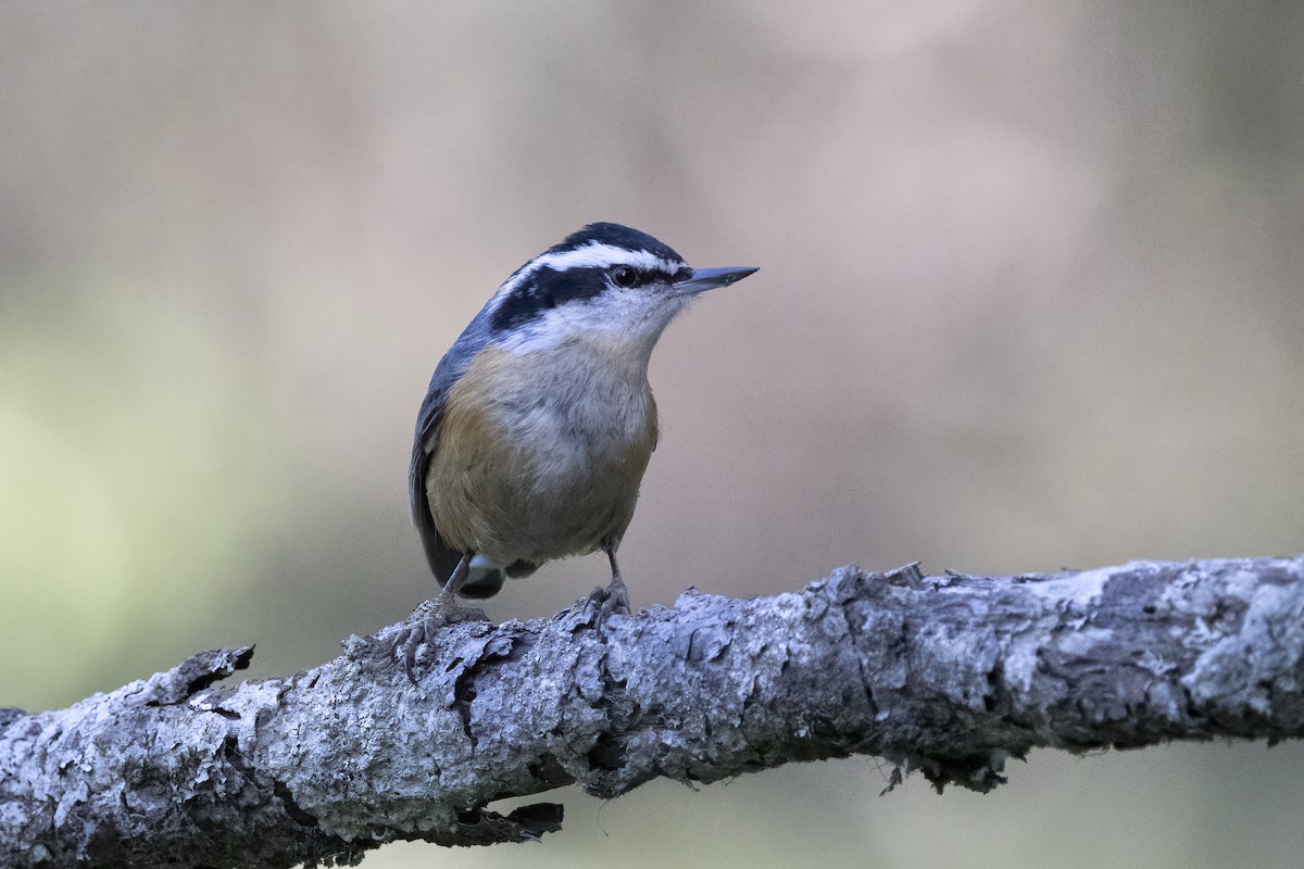 Red-breasted Nuthatch - ML610663732