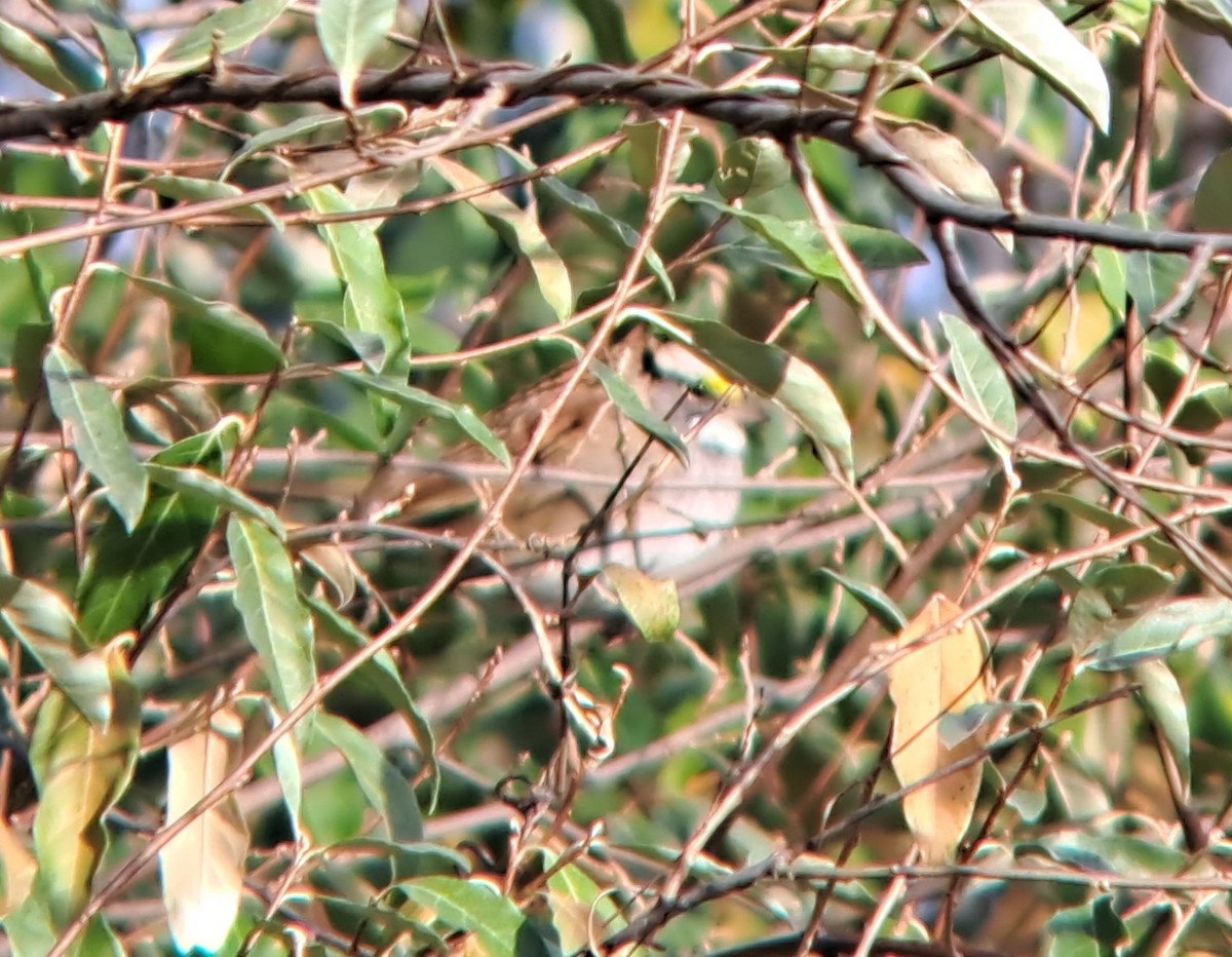 White-throated Sparrow - ML610663892