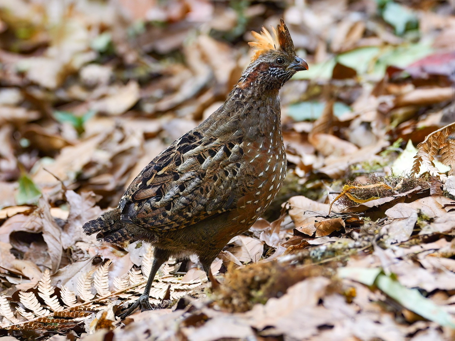 Spotted Wood-Quail - Mike Melton
