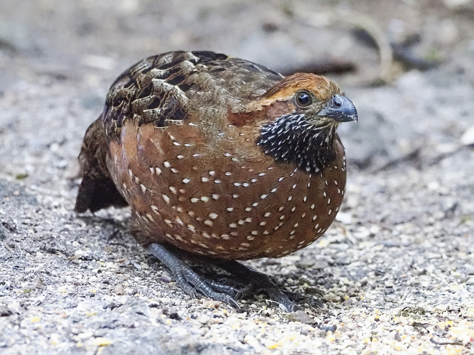 Spotted Wood-Quail - Manolo Arribas