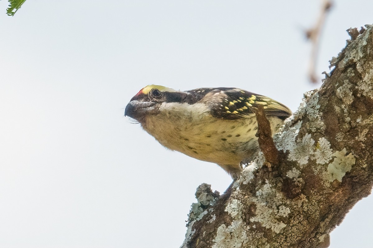Red-fronted Barbet - ML610664417