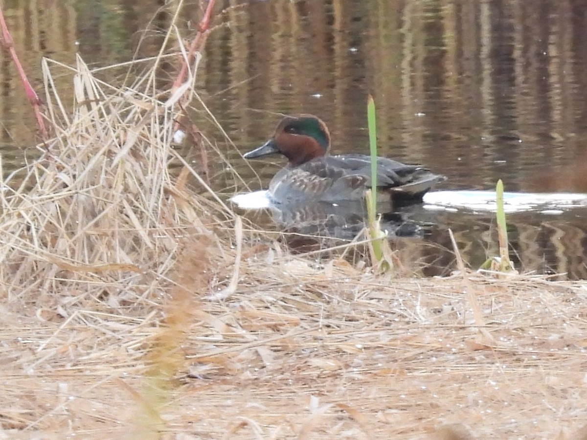 Green-winged Teal - ML610664420