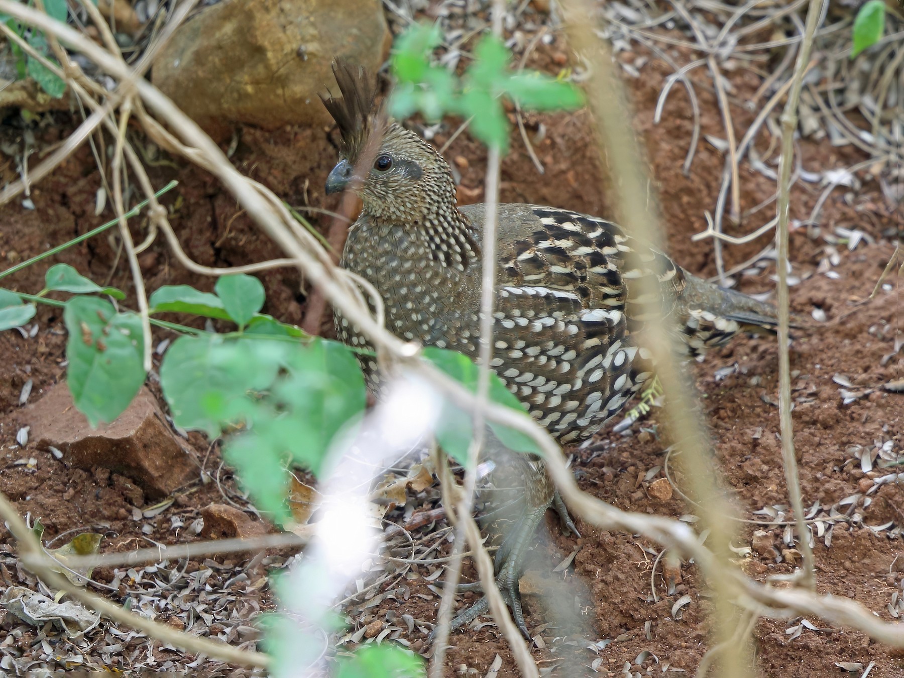 Elegant Quail - eBird