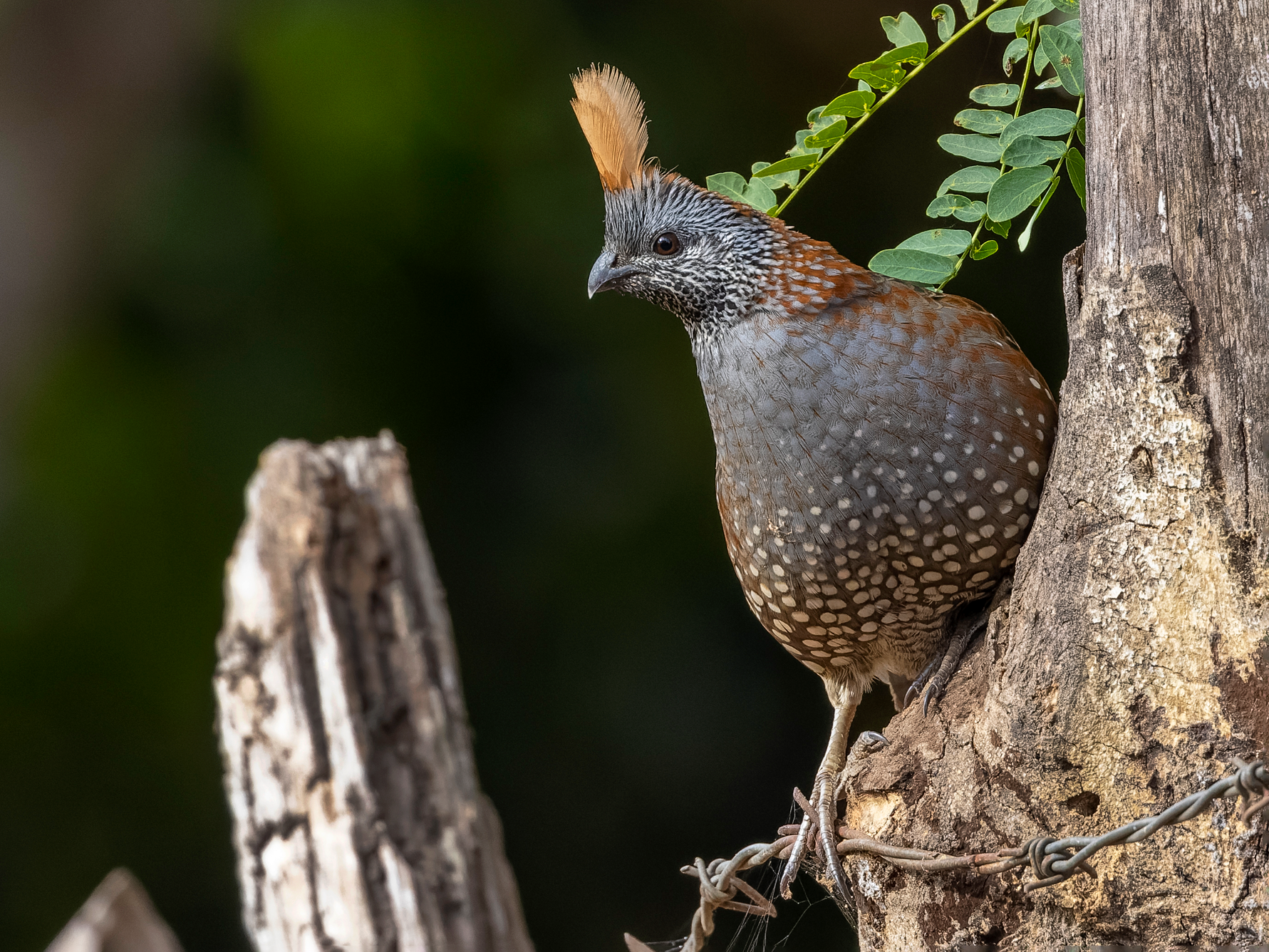 Elegant Quail - eBird