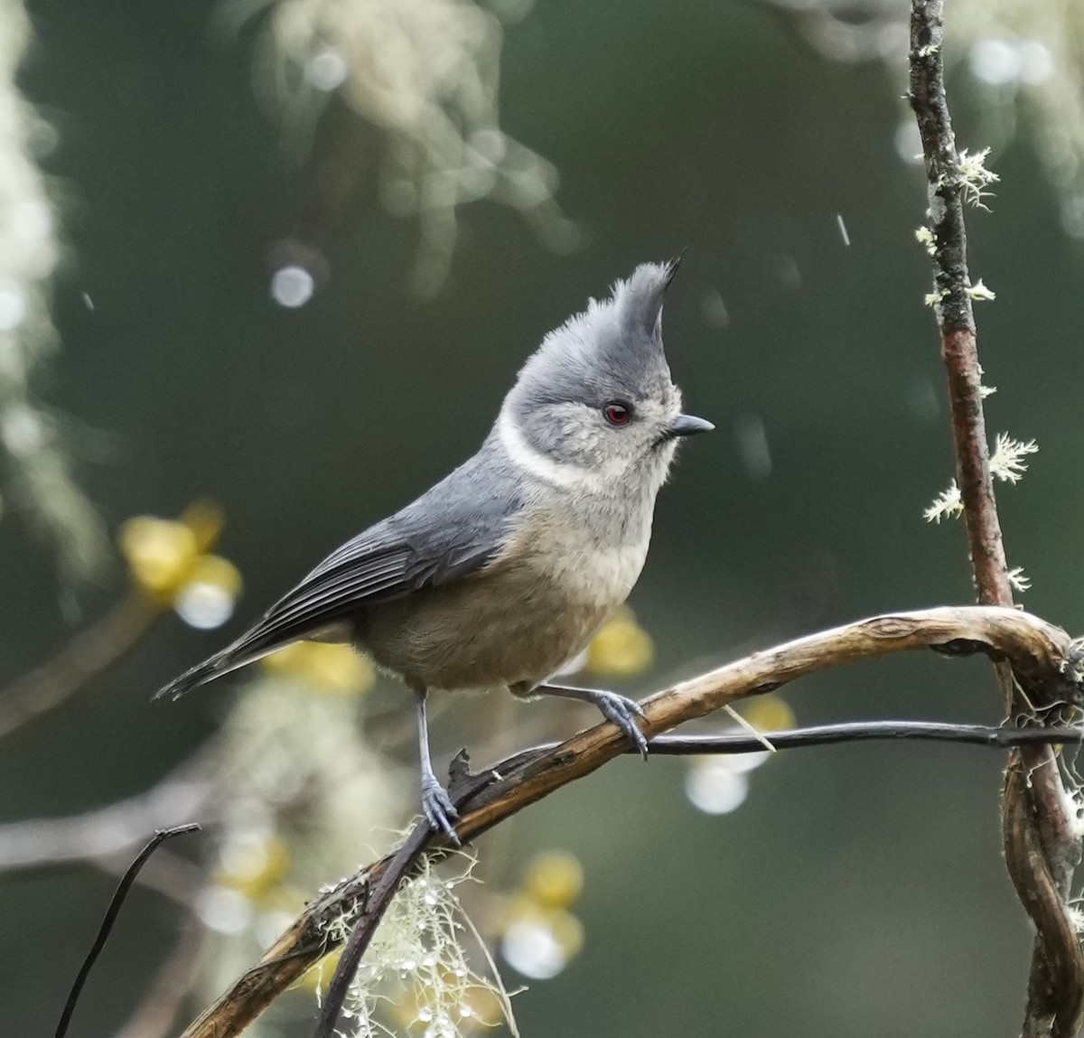 Gray-crested Tit - ML610664824