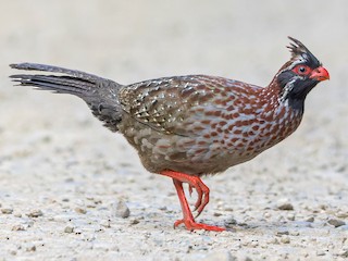  - Long-tailed Wood-Partridge