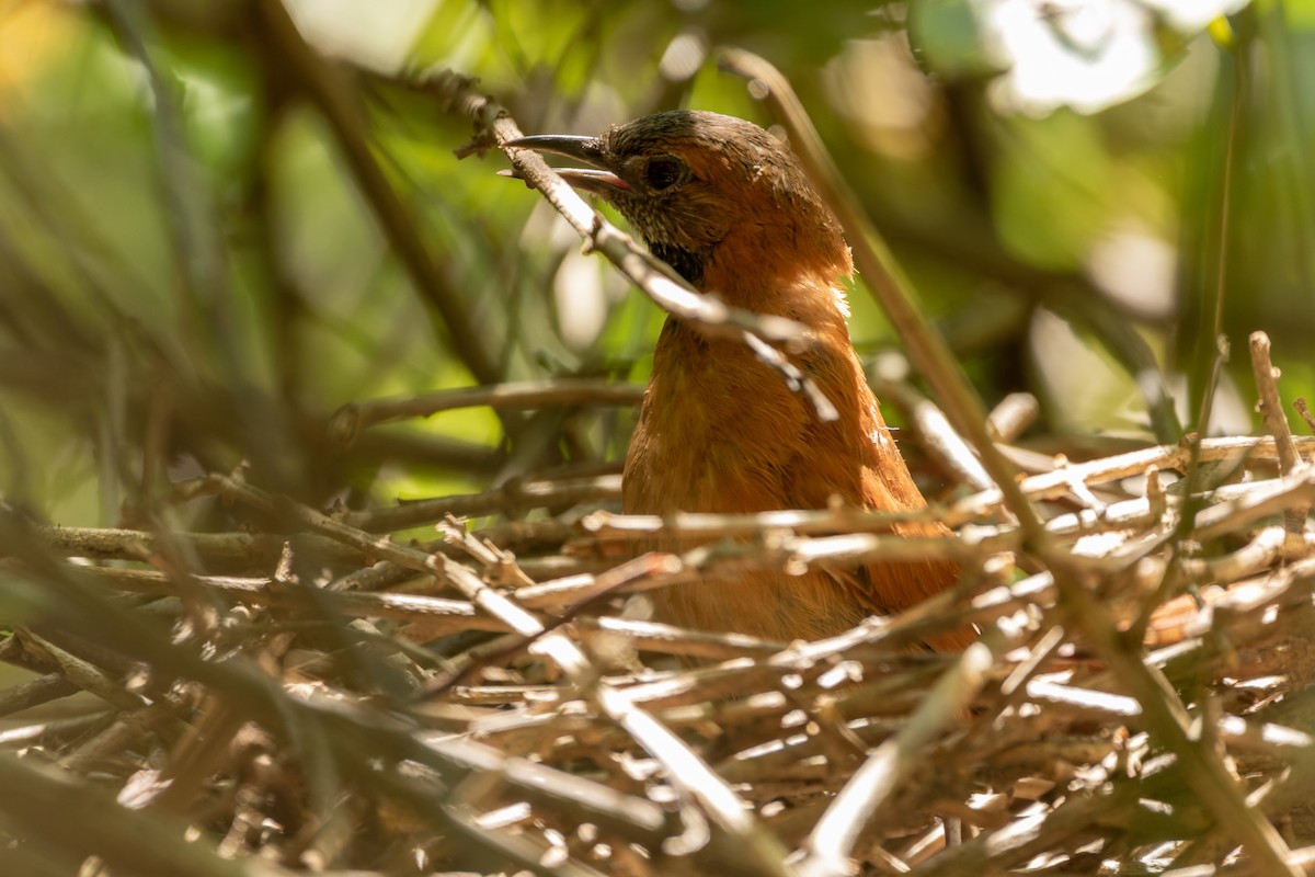 Hoary-throated Spinetail - ML610665594