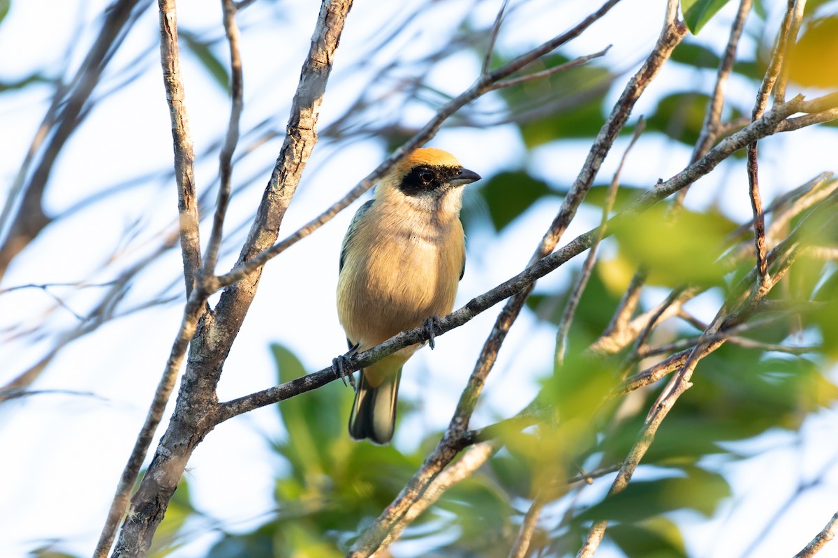 Burnished-buff Tanager - ML610665698
