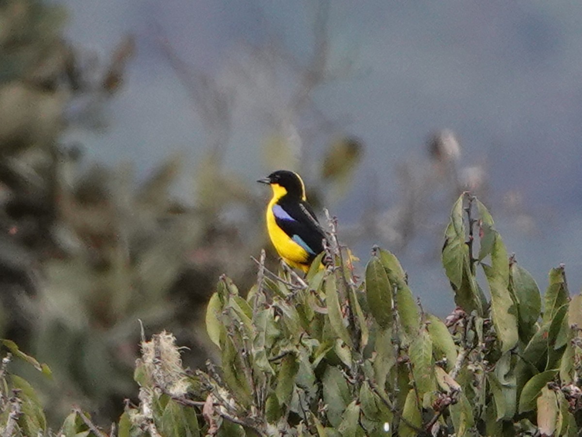 Blue-winged Mountain Tanager - ML610665702