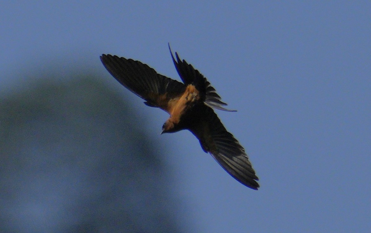 Rufous-bellied Swallow - ML610666105