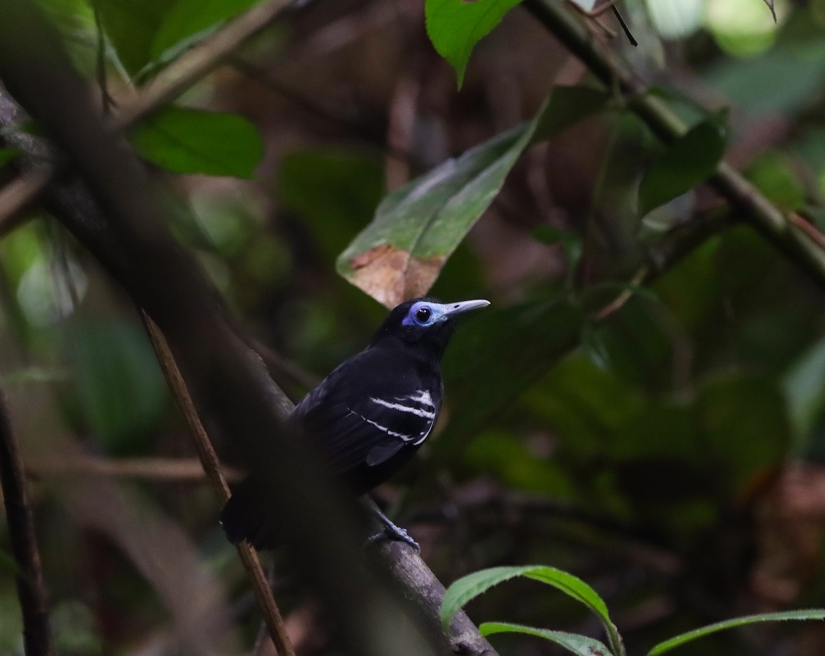 Bare-crowned Antbird - ML610666279