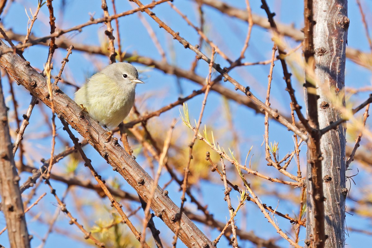 Orange-crowned Warbler - Albini Couture