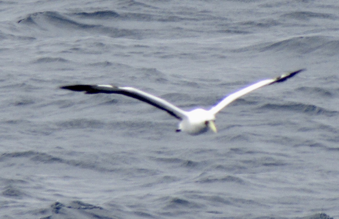 Masked Booby - ML610666835
