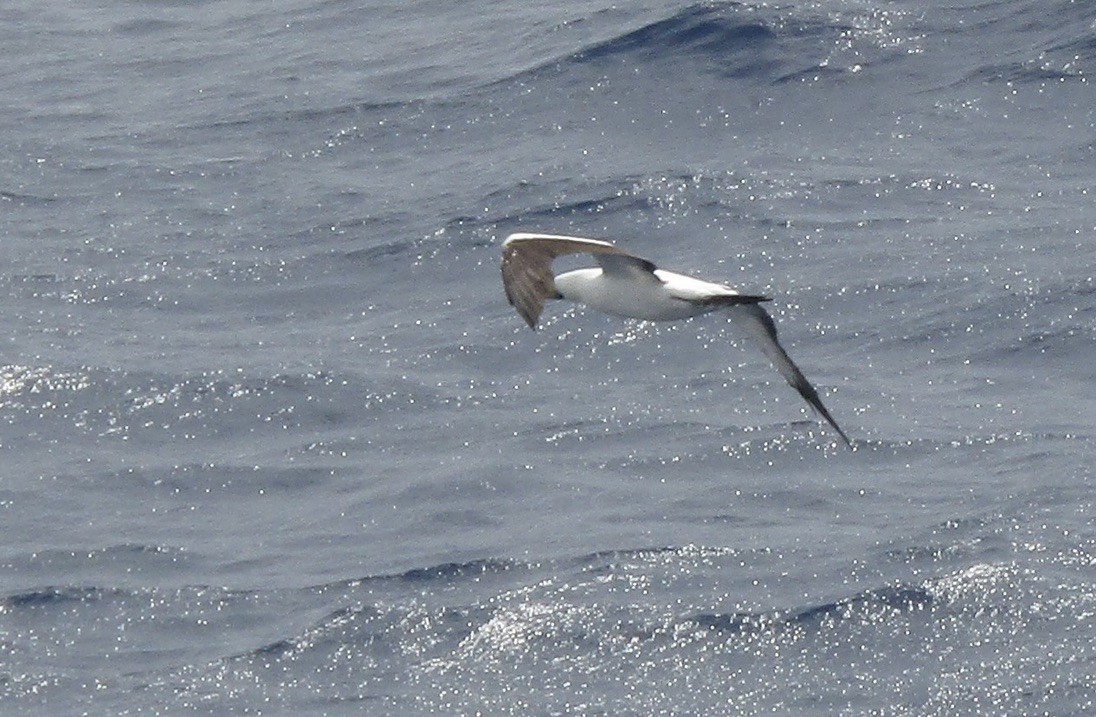 Masked Booby - ML610666836