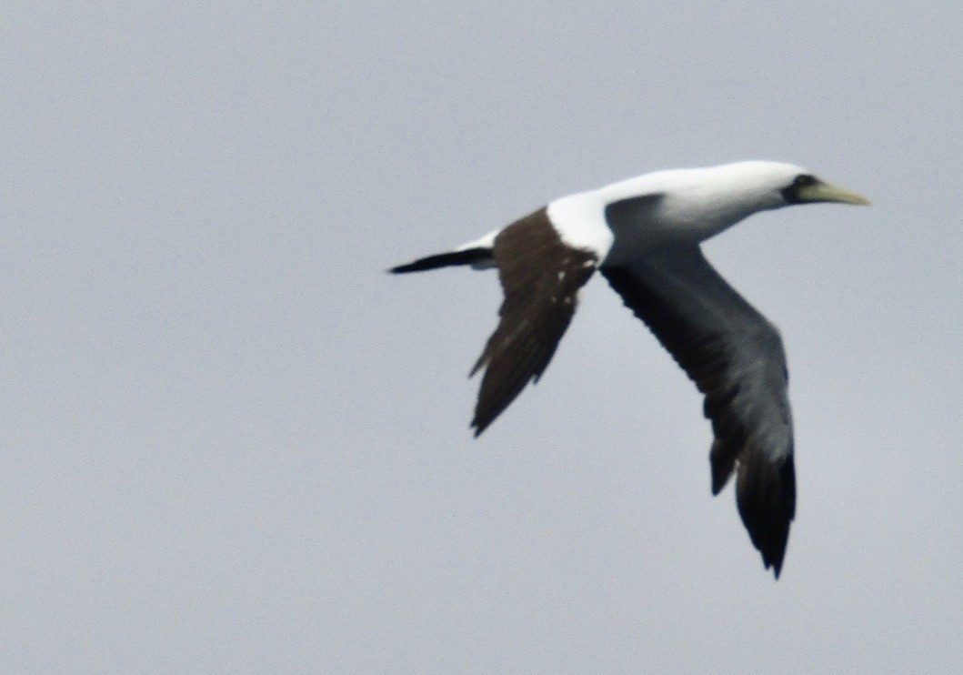 Masked Booby - ML610666837