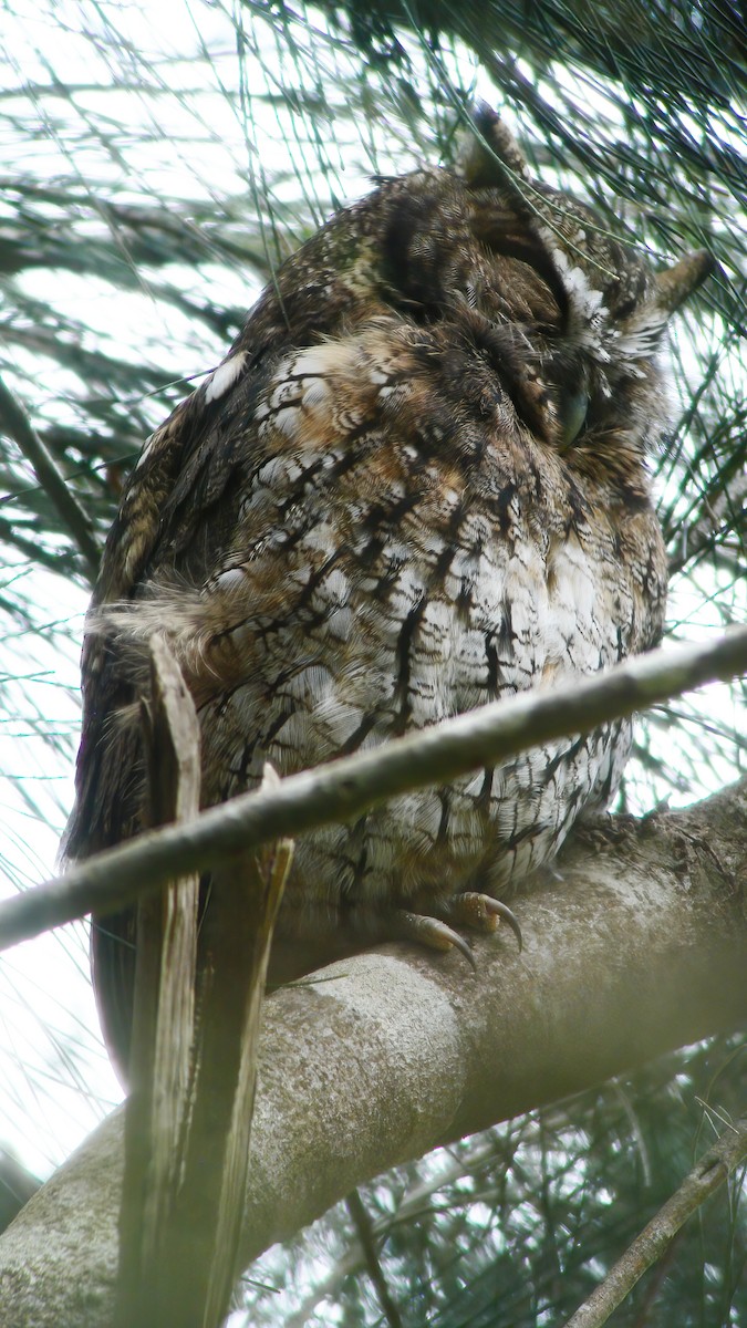 Koepcke's Screech-Owl - ML610667001