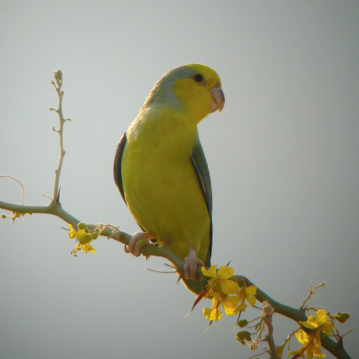 papoušíček žlutolící - ML610667151