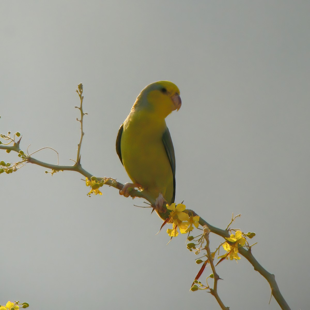 Папуга-горобець жовтощокий - ML610667152