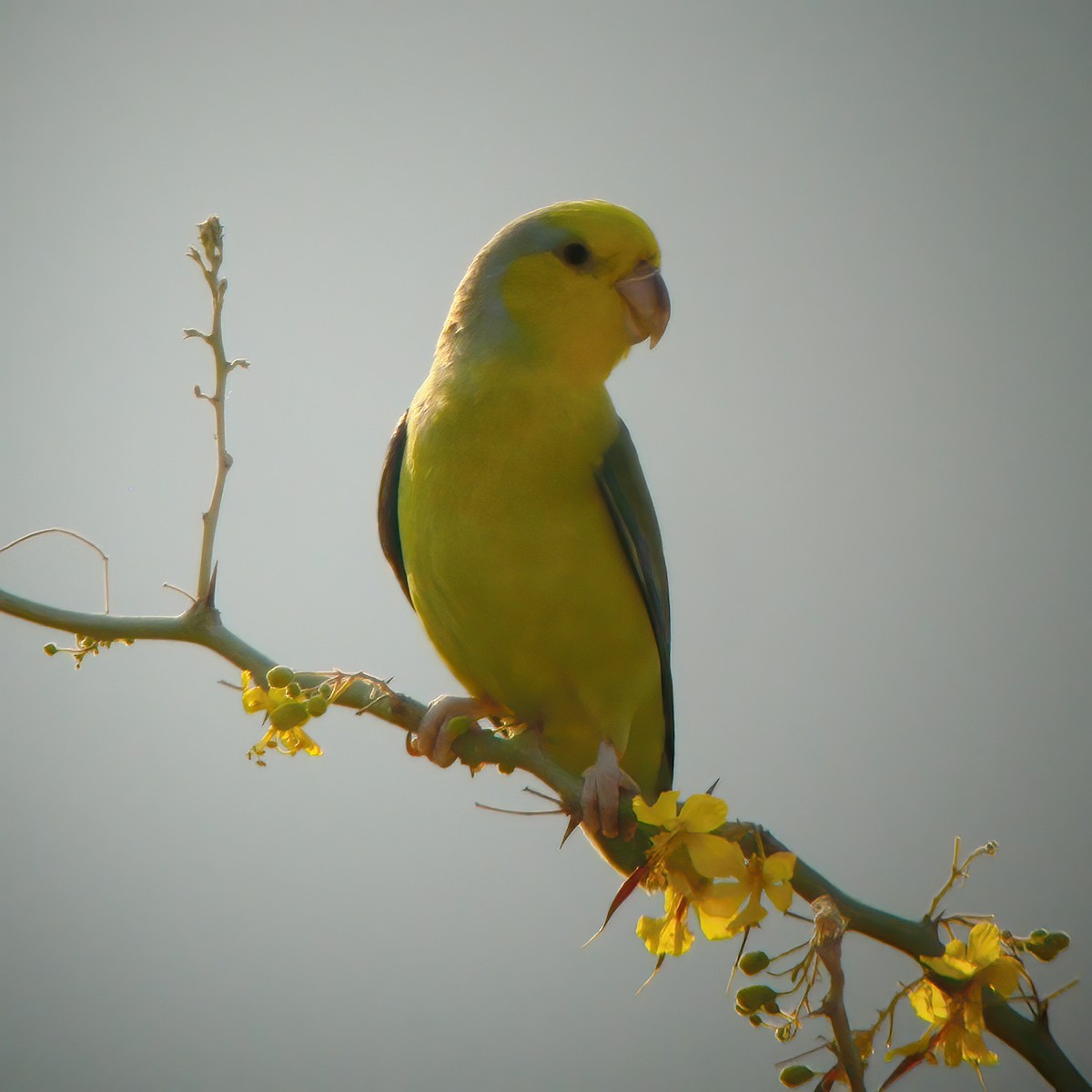 Sarı Kulaklı Serçe Papağanı - ML610667153