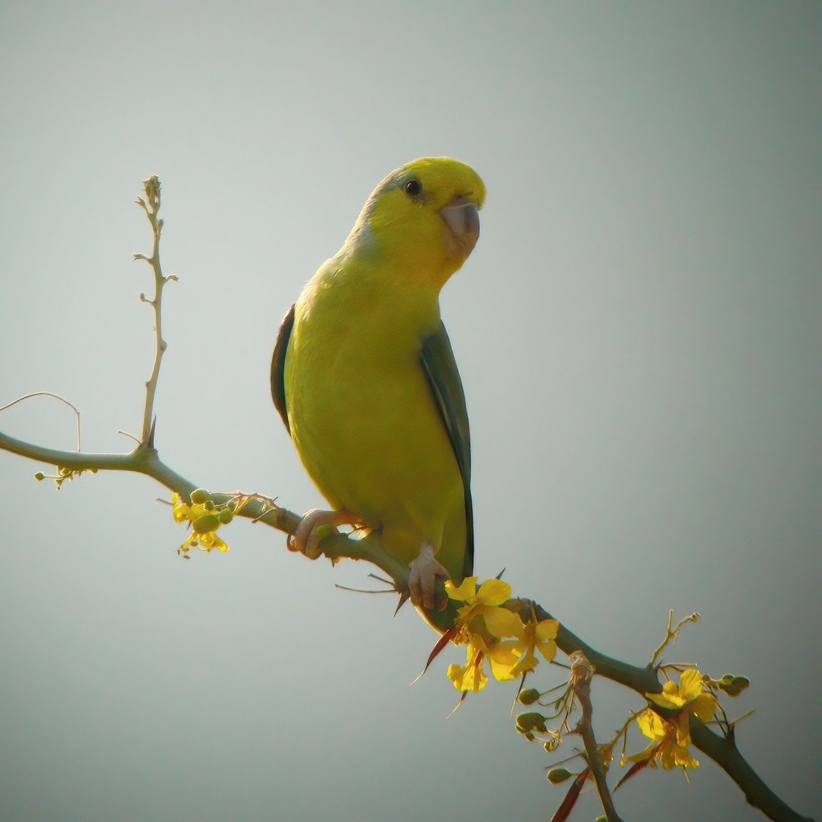 Sarı Kulaklı Serçe Papağanı - ML610667154
