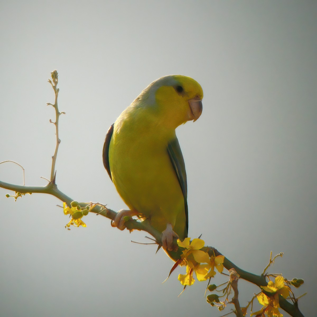 papoušíček žlutolící - ML610667155