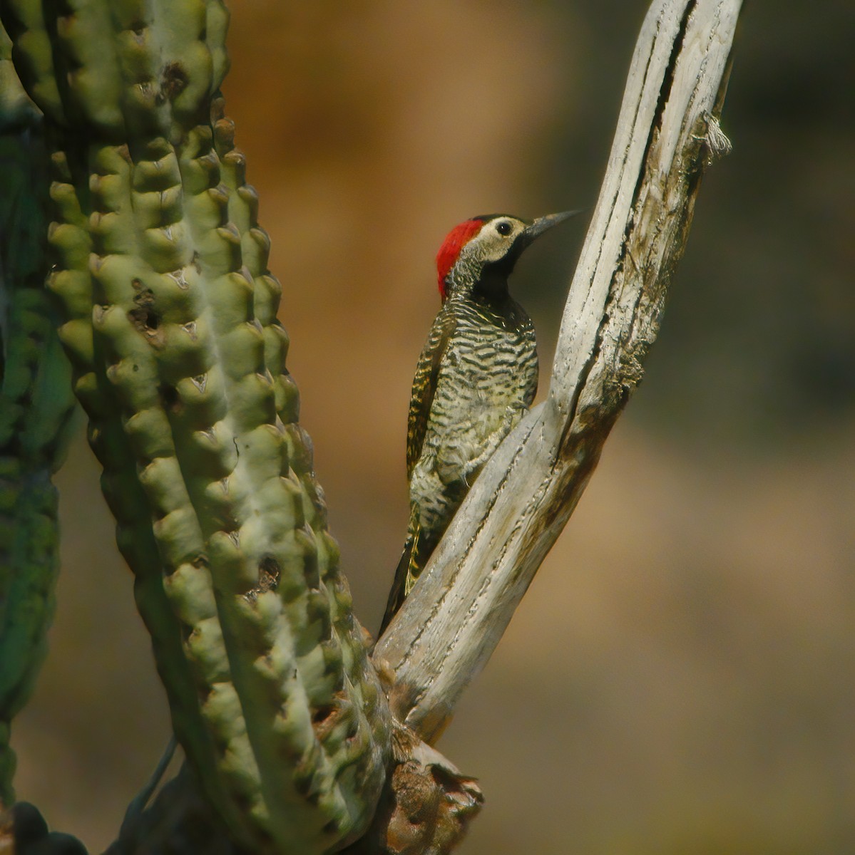 Black-necked Woodpecker - ML610667178