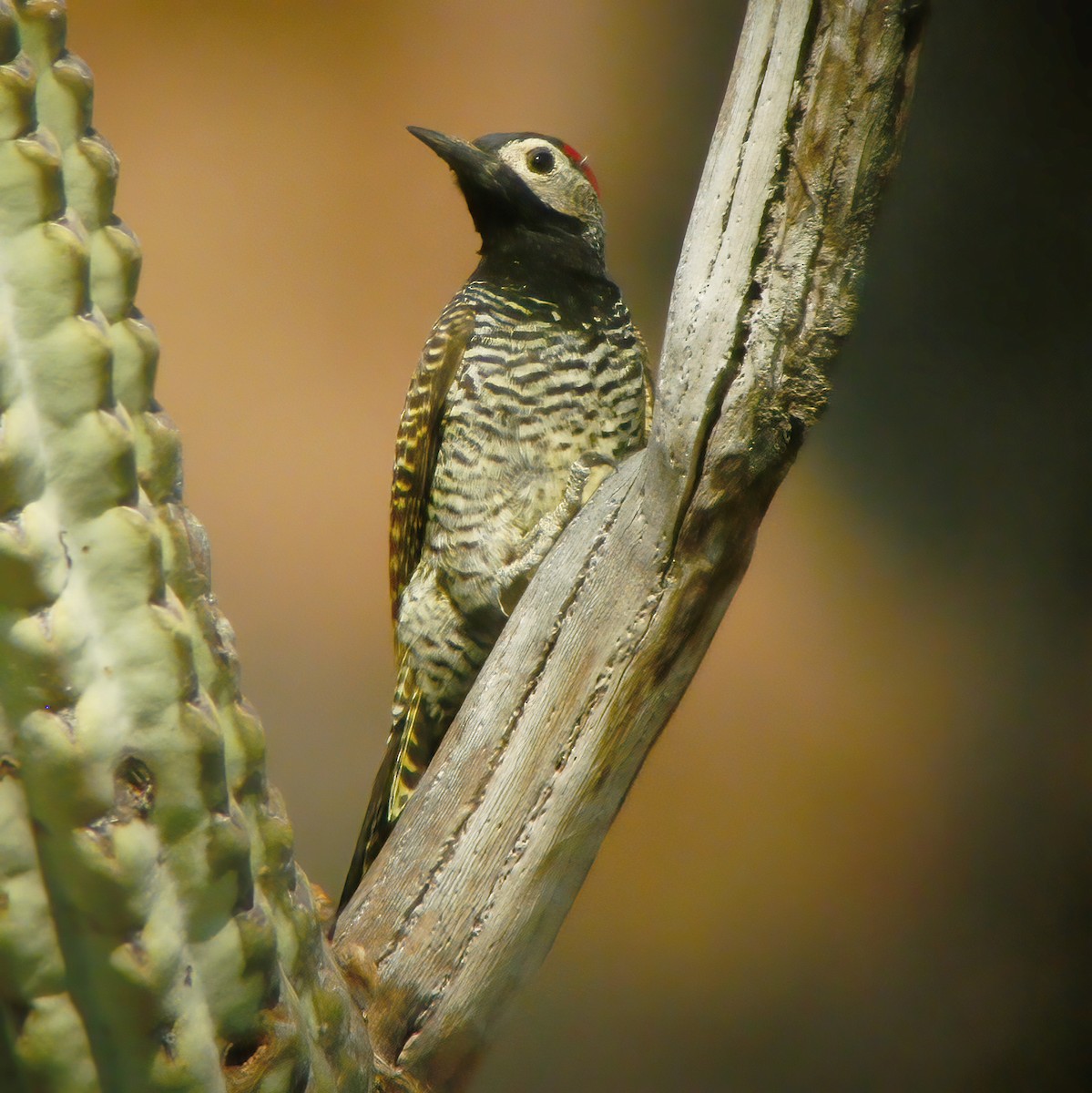 Black-necked Woodpecker - ML610667179