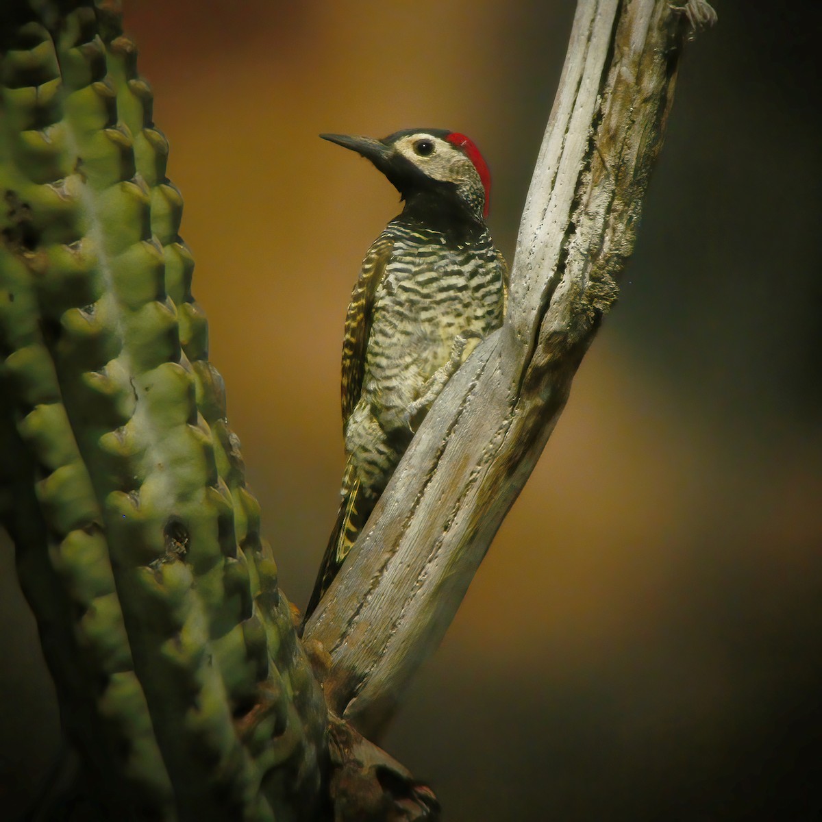 Black-necked Woodpecker - ML610667180