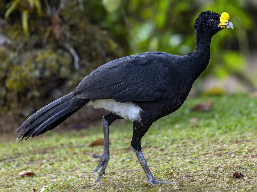 オオホウカンチョウ - eBird