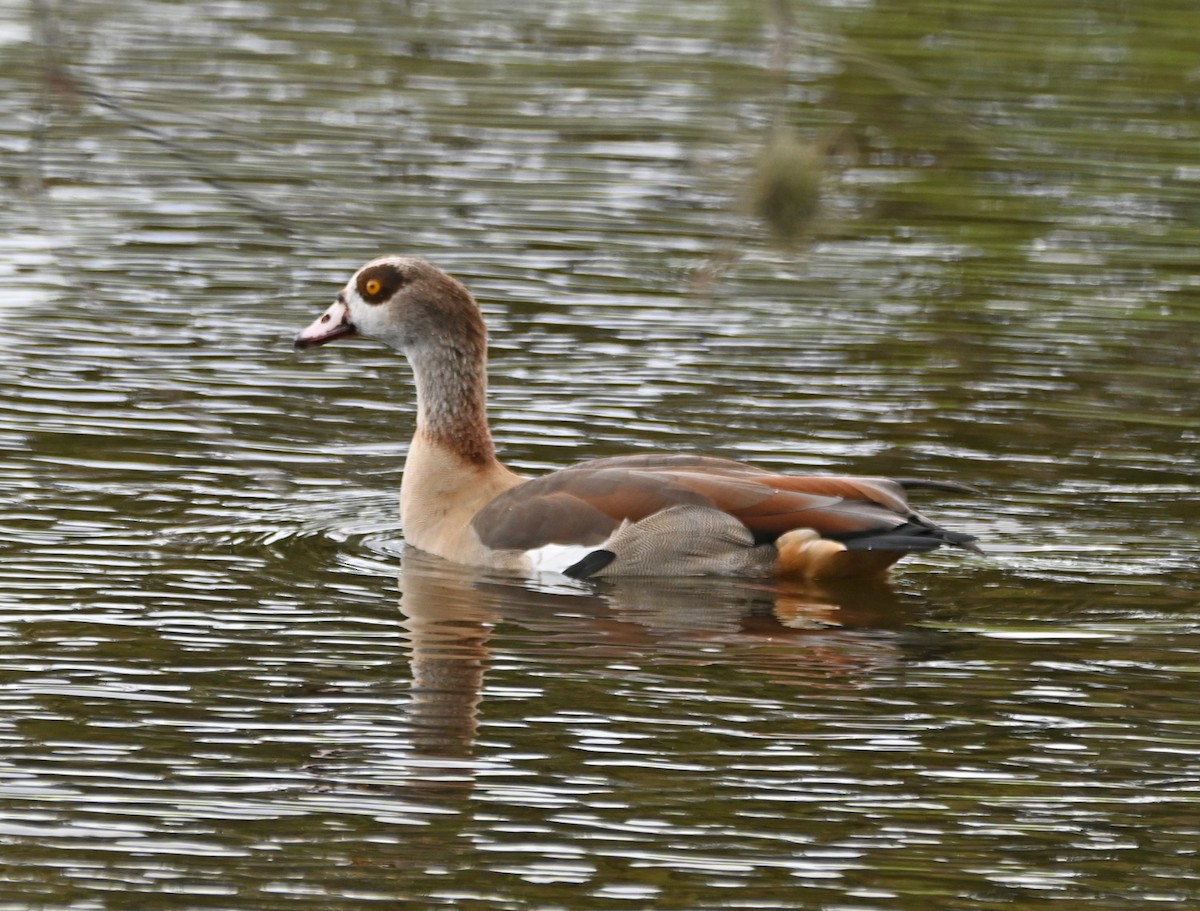 eBird Checklist - 2 Nov 2023 - Florida Atlantic University--John D ...