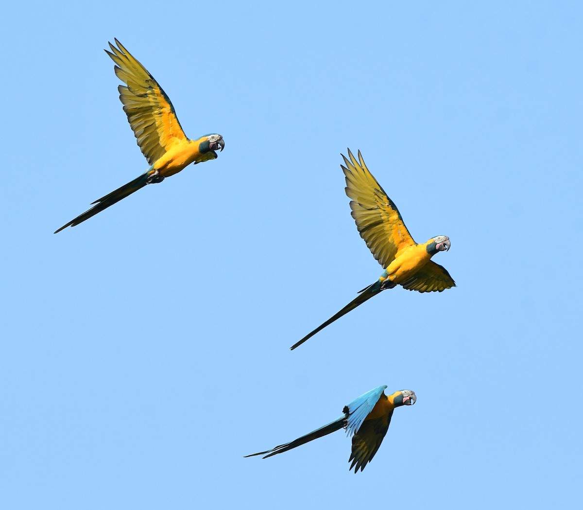 Blue-throated Macaw - ML610668290