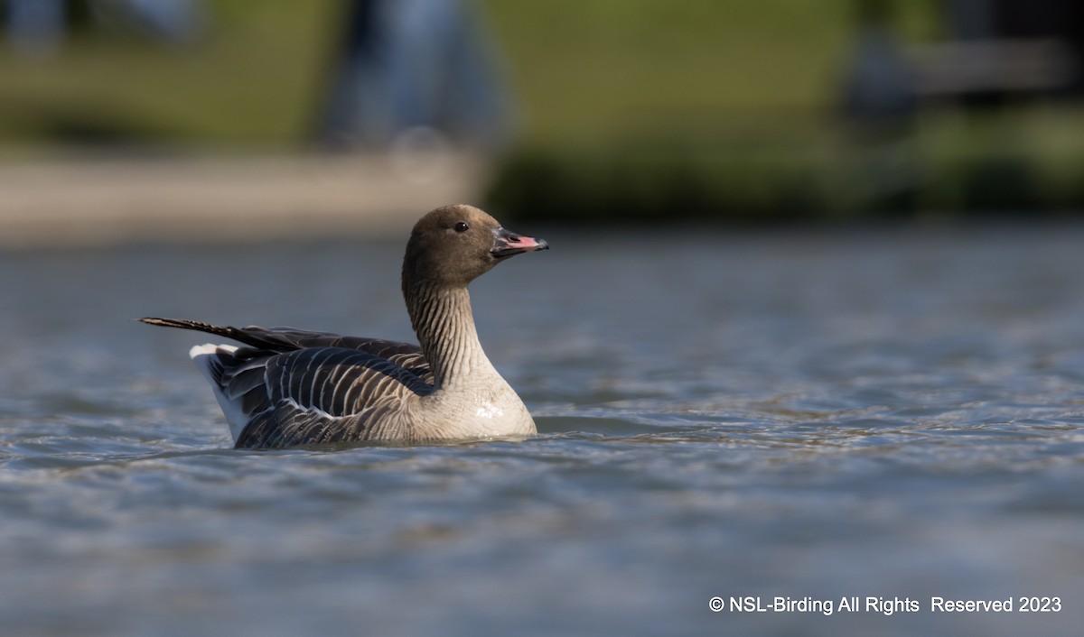 Pink-footed Goose - ML610668692