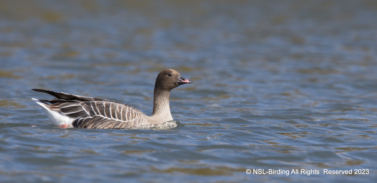 Pink-footed Goose - ML610668693