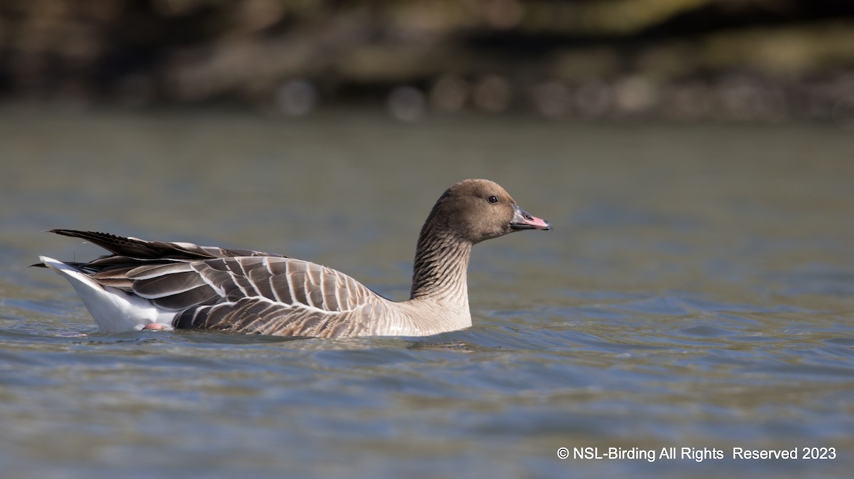 Pink-footed Goose - ML610668694