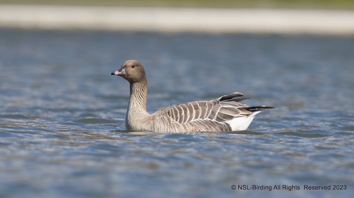Pink-footed Goose - ML610668695