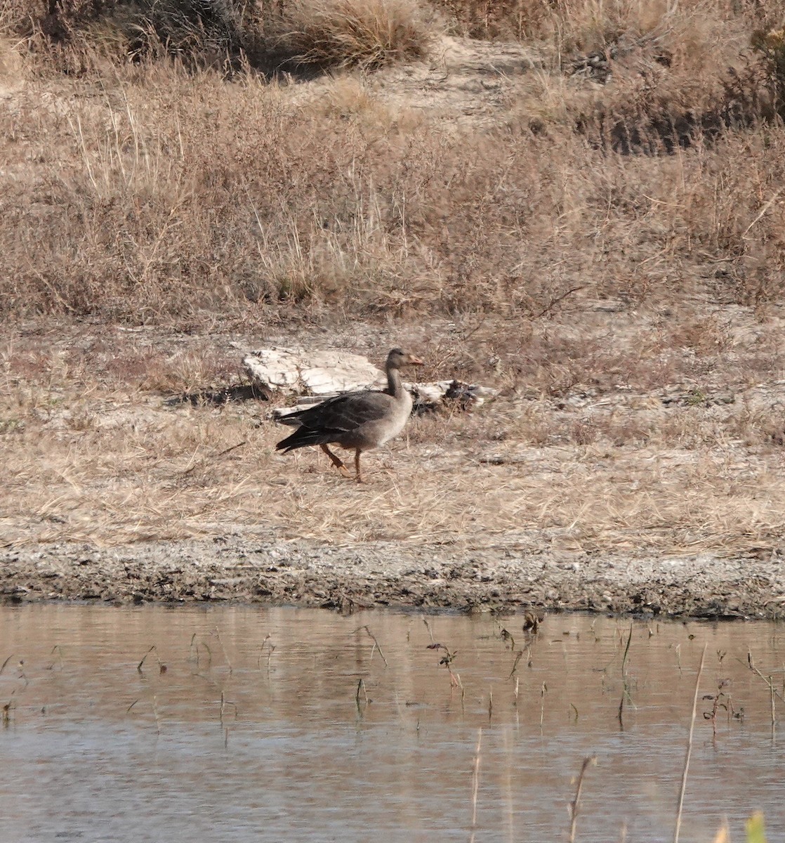 Greater White-fronted Goose - ML610668849